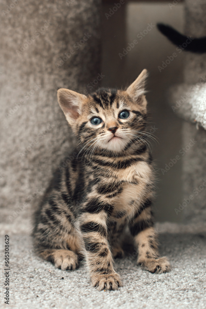 Cute bengal kitten sitting on a soft cat's shelf of a cat's house. Cute bengal kitten sitting on a soft cat's shelf of a cat's house.