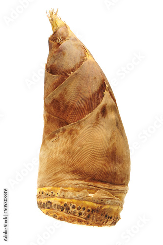 Bamboo shoot on the white background  © zcy