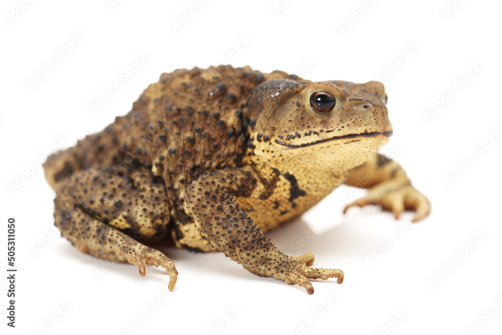 Toad Isolated on White Background Toad Isolated on White Background