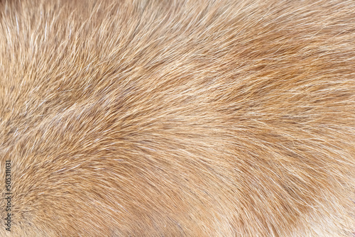 Fur dog brown texture smooth patterns , animal hair top view background