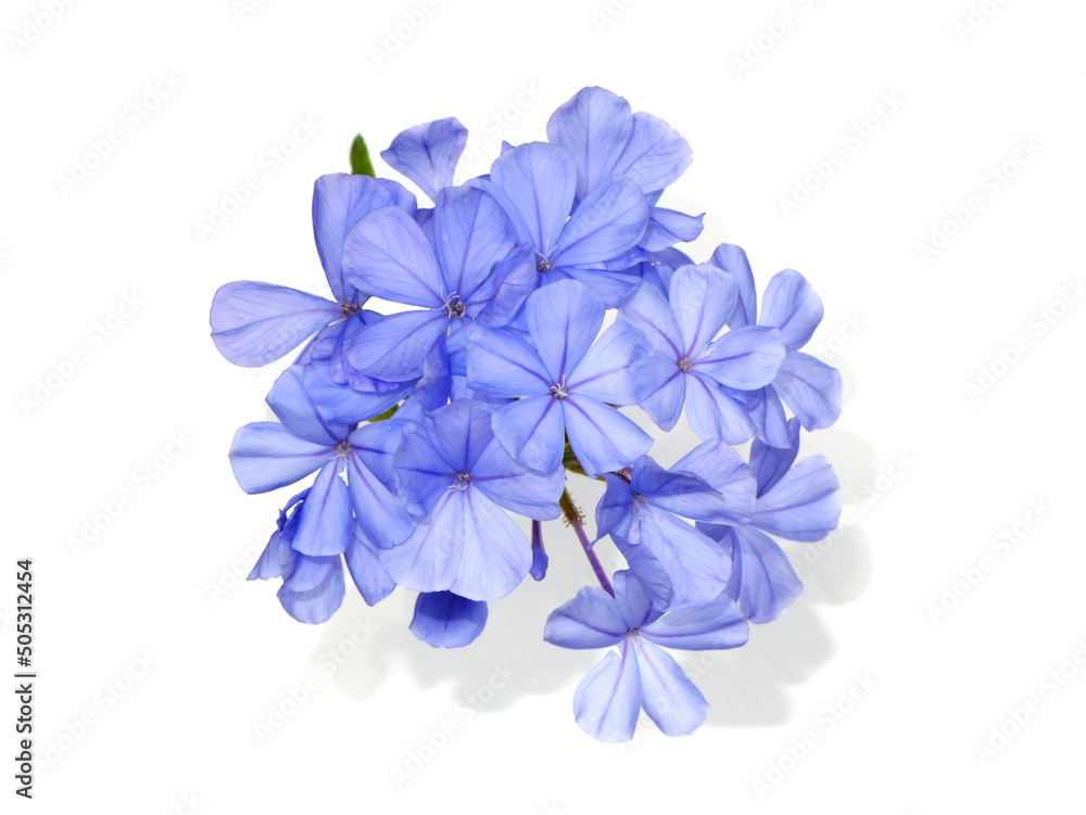 Close up Blue flower of Cape leadwort on white background. Close up Blue flower of Cape leadwort on white background.