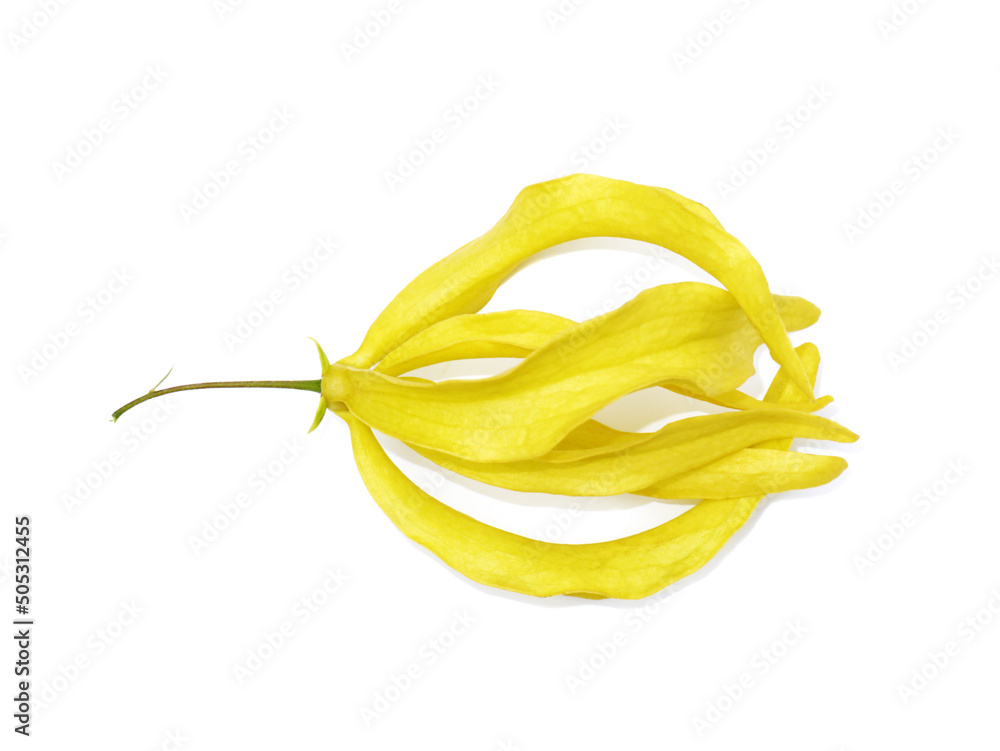 Close up Chinese Desmos flower on white background with soft shadow. Close up Chinese Desmos flower on white background with soft shadow.