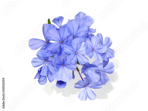 Close up Blue flower of Cape leadwort on white background.