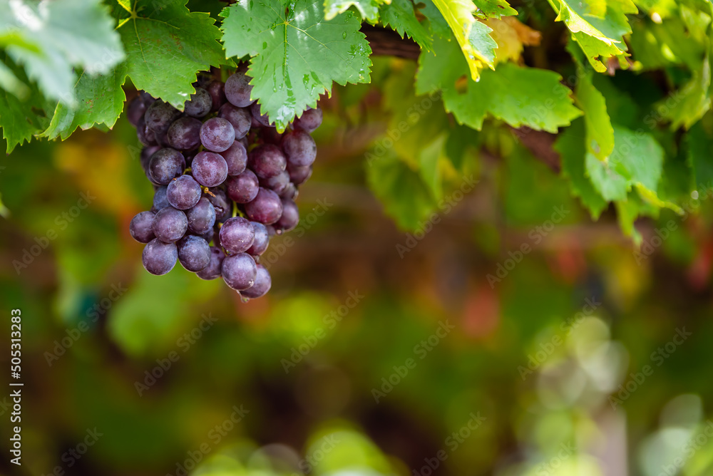 Bunch of ripe grapes in the vineyard, grape farm plantation.
