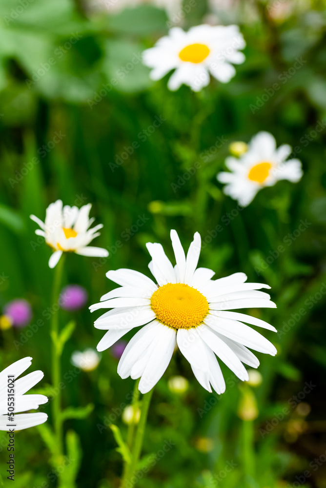 Fototapeta premium Blooming chamomile flower on a summer day macro photo. Wildflowers with white petals on a close-up photo in a meadow. Blooming daisies on a spring floral background