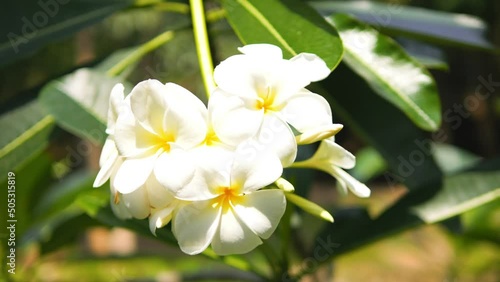 Beautiful blooming Frangipani Plumeria white flowers trees plantation. Aroma therapy spa cosmetics concept high quality 4K footage. Thailand. photo