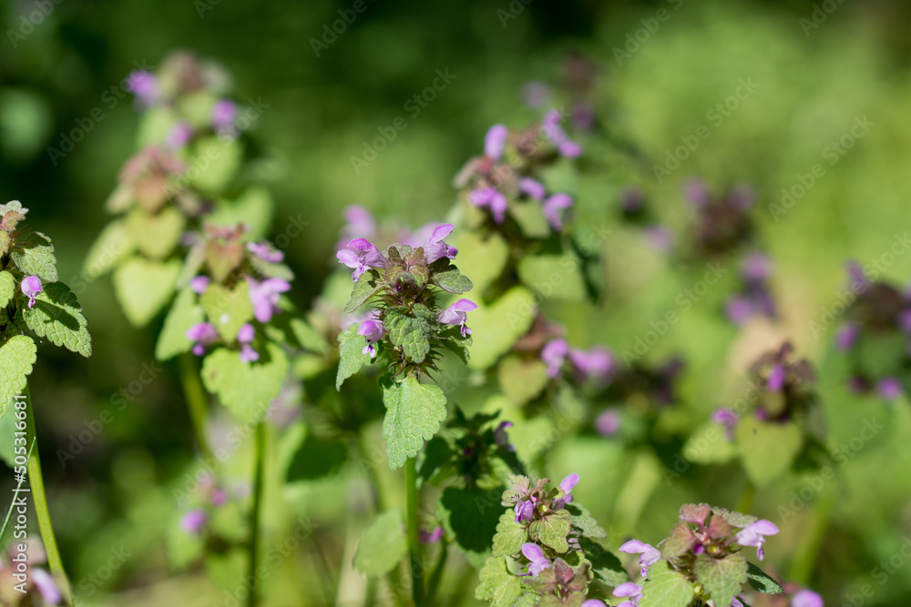 Lamium purpureum, red dead-nettle flowers closeup selective focus Lamium purpureum, red dead-nettle flowers closeup selective focus