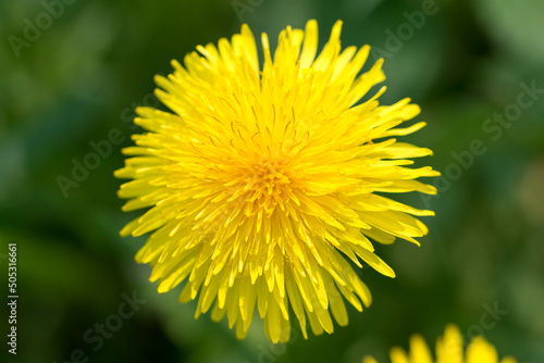 Taraxacum officinale   dandelion yellow flower closeup selective focus