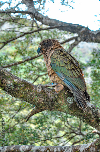 Olive-green Kea on a branch in Arthur's Pass, New Zealand. photo