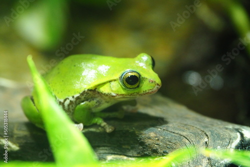 Close-up photo of a cute tree frog