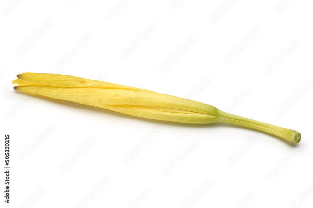 Daylily on white background Daylily on white background