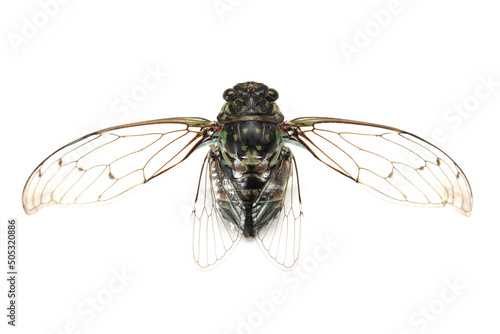 cicada insect isolated on white background photo