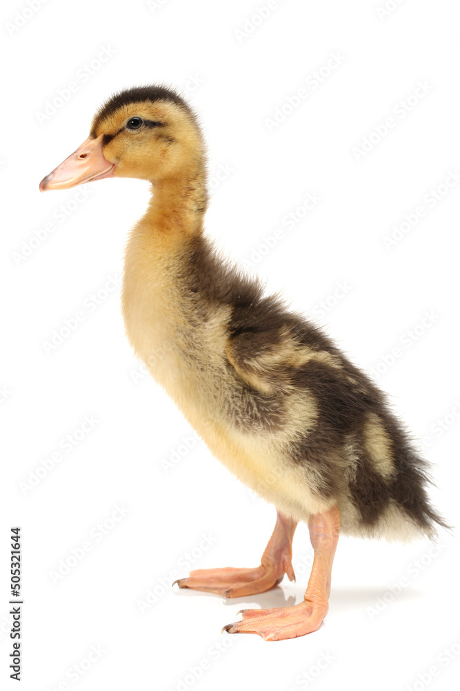Duckling on white background Duckling on white background