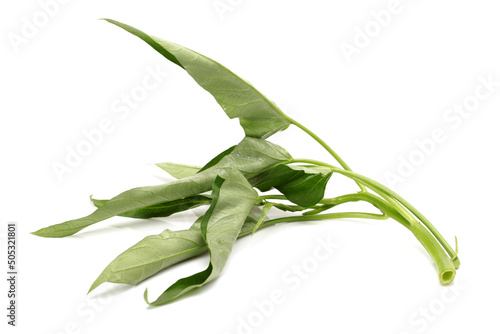Water spinach isolated on white background photo