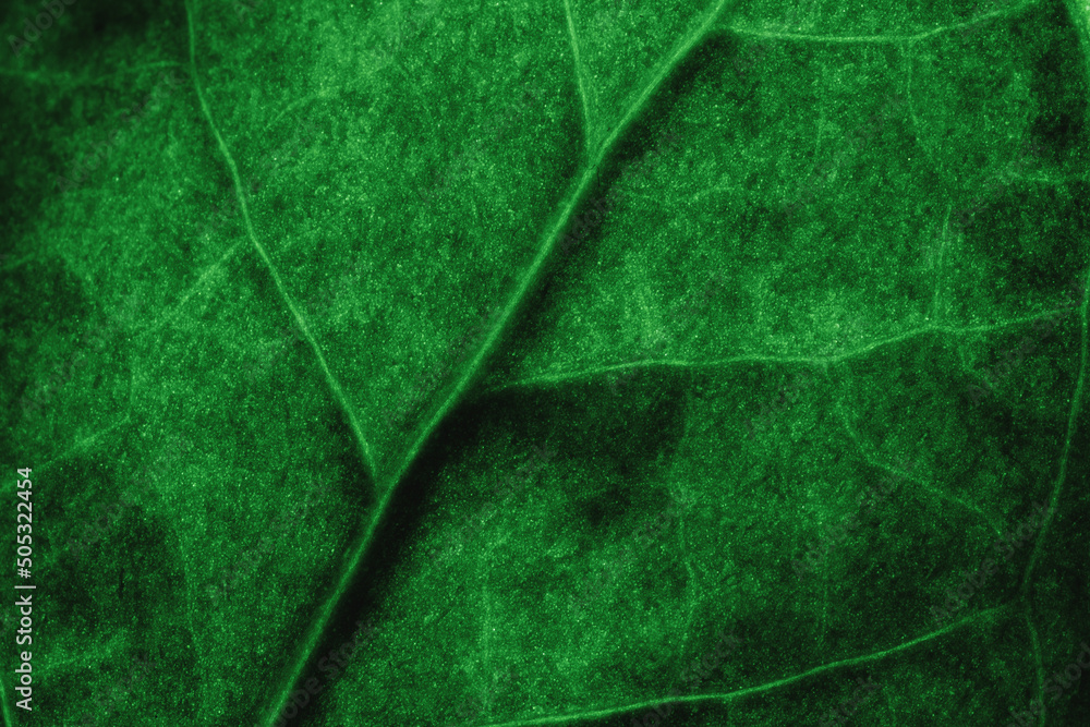 tropical leaves, abstract green leaves texture, nature background. Close-up tree leaf background. Natural background. Macro leaf. soft focus tropical leaves, abstract green leaves texture, nature background. Close-up tree leaf background. Natural background. Macro leaf. soft focus