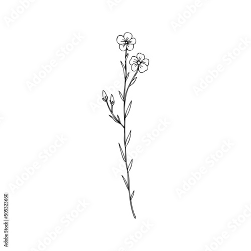 Flax plant  wild field flower isolated on white  botanical hand drawn sketch vector doodle line art illustration  art for design package organic cosmetic  natural medicine  greeting card  vegan food