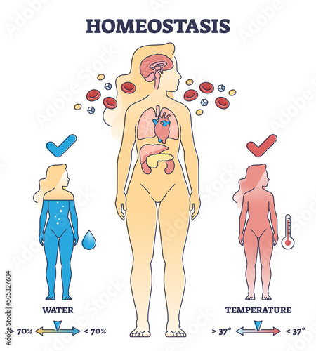 Homeostasis state with body temperature and water regulation outline diagram. Labeled educational scheme with human apparatus for chemical and hormone apparatus for health response vector illustration