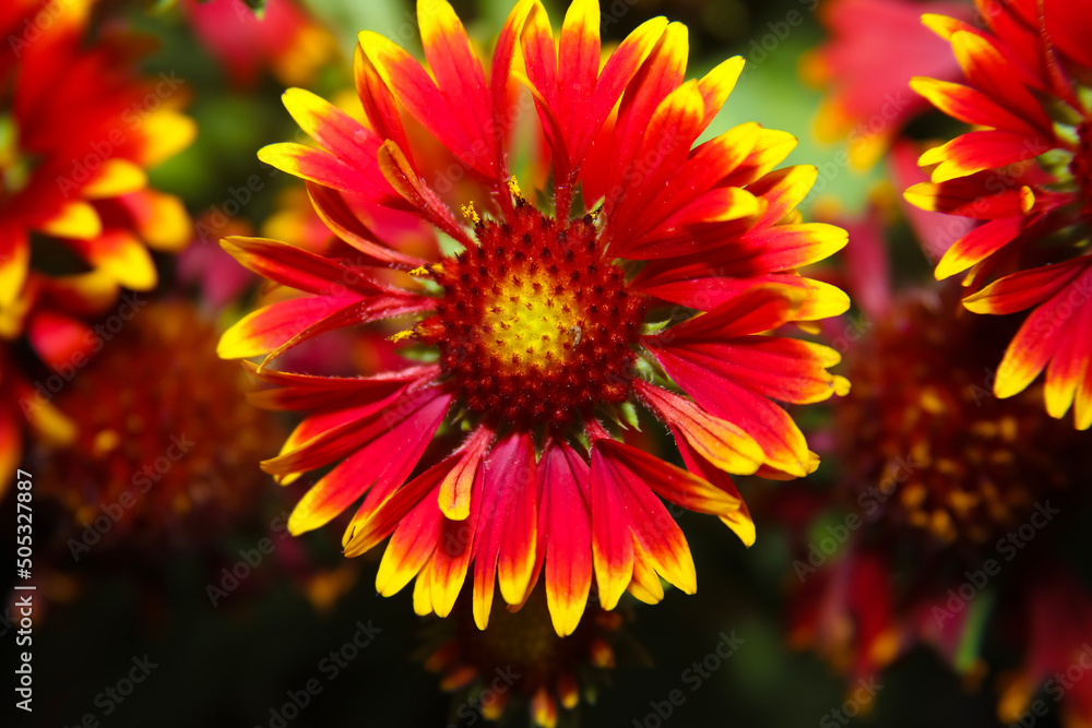 Common Blanket Flower . Bright orange and yellow . View from above . Multiple blooms Common Blanket Flower . Bright orange and yellow . View from above . Multiple blooms