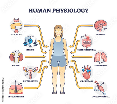 Human physiology as body functions and organ health study outline diagram. Labeled educational scheme with medical physical inner parts vector illustration. Endocrine, immune and reproductive system. photo