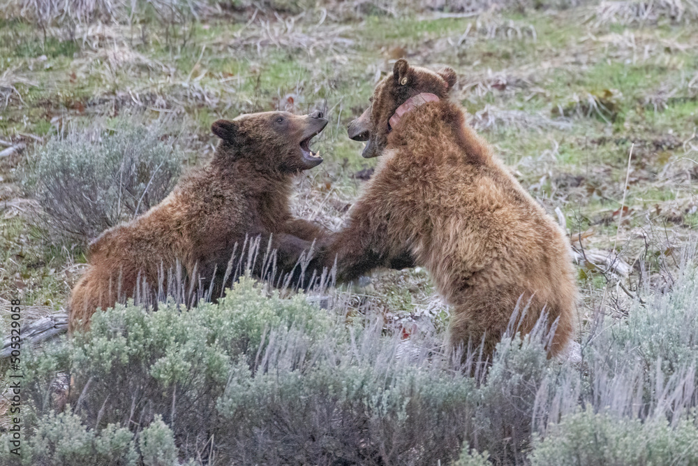 Wild grizzly bear cubs of the famous Wild grizzly bear cubs of the famous