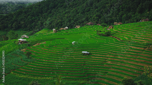 Terraced rice field with green season, located in Chiang Mai, Thailand