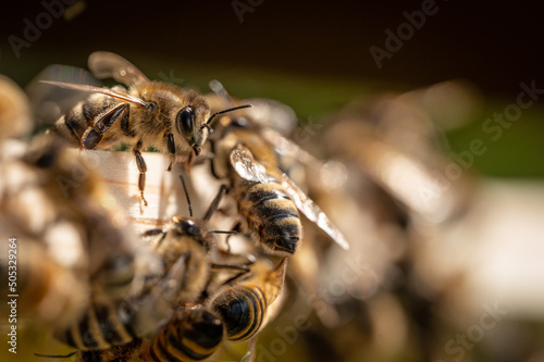 Pszczoła miodna siedząca na plastrze.  Pszczółka w ulu. Pszczoła miodna w towarzystwie roju. Apis mellifera zbierająca miód i pyłek. Pszczelarstwo i pszczoły. Pszczoła w macro. Portret pszczoły. © Daniel
