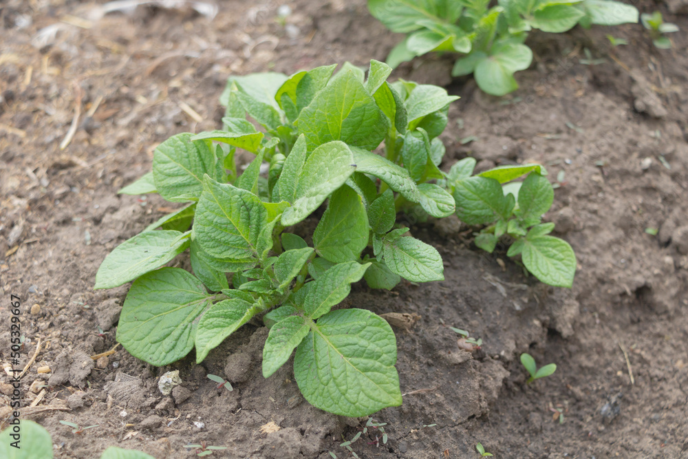 Close up shot of potatoes growing healtly in the garden. Concept of growing potatoes Close up shot of potatoes growing healtly in the garden. Concept of growing potatoes