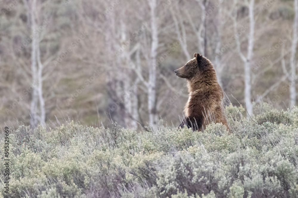 Wild grizzly bear cub of the famous 'Grizzly Bear 399' grazing in a field in Grand Teton National Park in Wyoming.