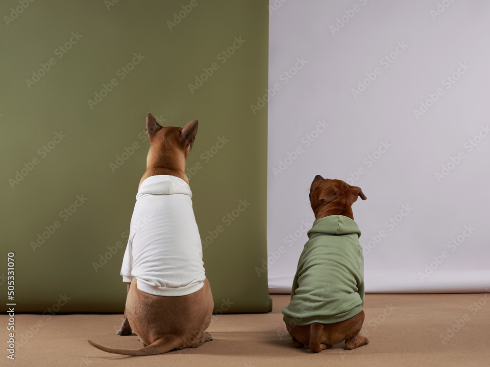 Fotografie two dogs in hoodies