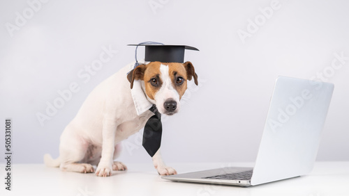 Jack Russell Terrier dog dressed in a tie and an academic cap works at a laptop on a white background. © Михаил Решетников