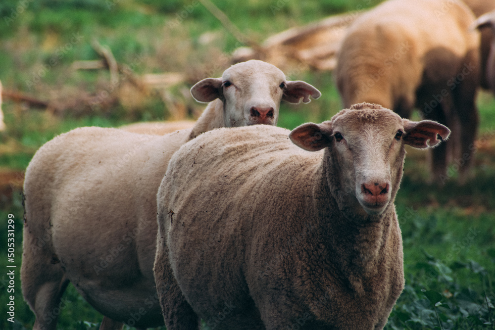 Fototapeta premium sheeps