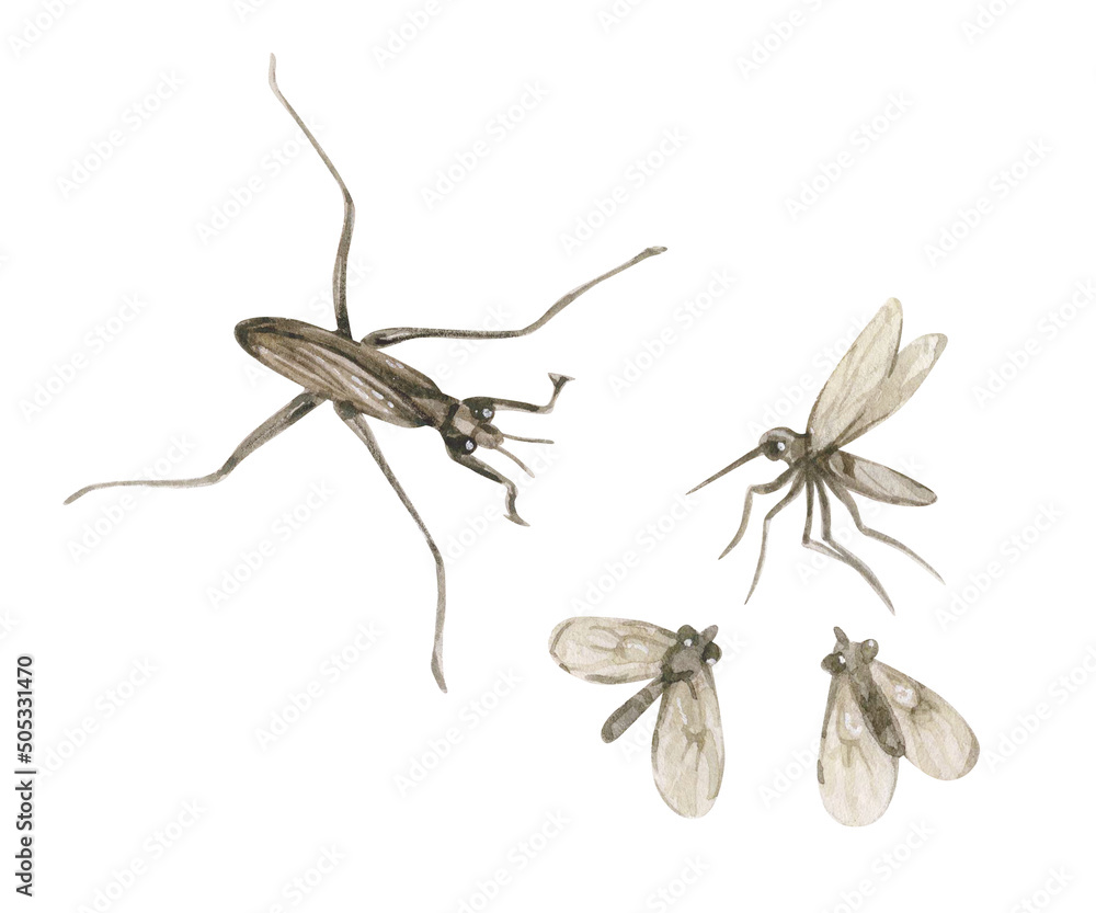 Εκτύπωση καμβά Watercolor vintage illustration with water strider, mosquito and midge isolated on white