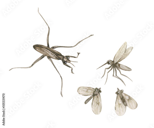Watercolor vintage illustration with water strider, mosquito and midge isolated on white. Swamp collection. photo