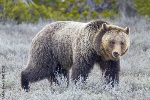 A wild grizzly bear known as 'Fritter' grazing in a field in Grand Teton National Park in Wyoming.