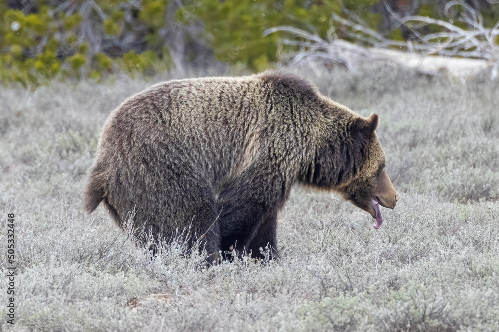 A wild grizzly bear known as 'Fritter' grazing in a field in Grand Teton National Park in Wyoming. A wild grizzly bear known as 'Fritter' grazing in a field in Grand Teton National Park in Wyoming.