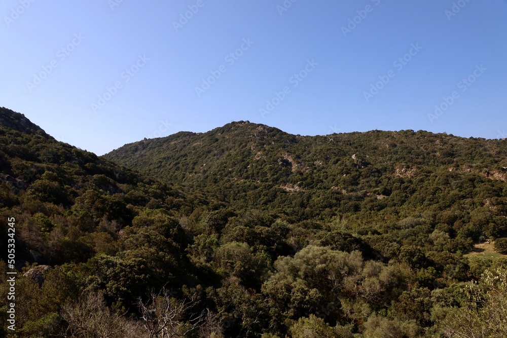 landscape with trees and sky on corsica