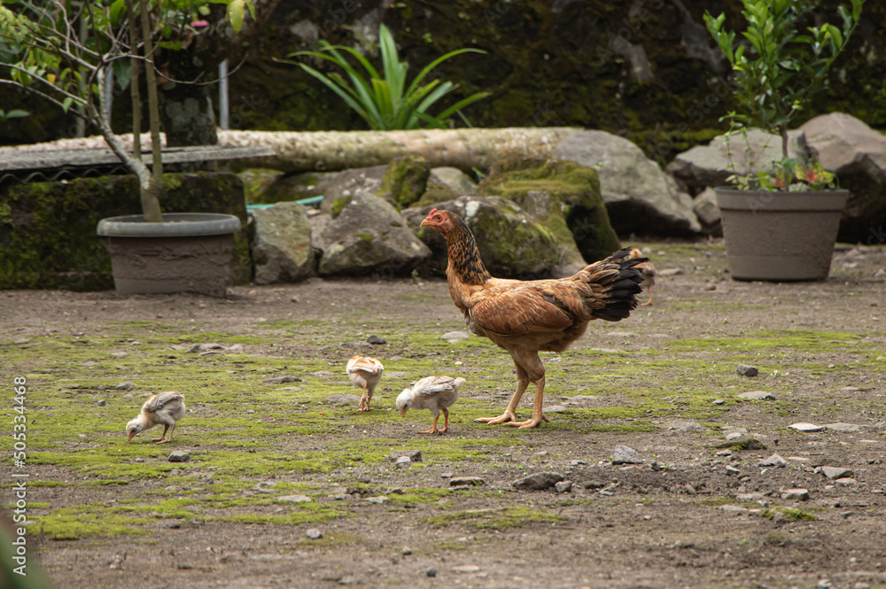 Closeup of a mother chicken with its baby chicks in yard Closeup of a mother chicken with its baby chicks in yard