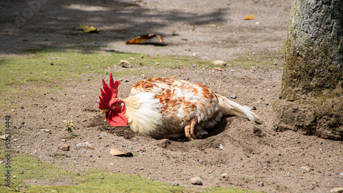 rooster taking a dust bath photo