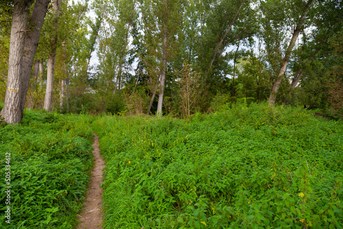 Sendero / camino en un bosque verde al altardecer (verano). Outdoor, al aire libre, aventura.