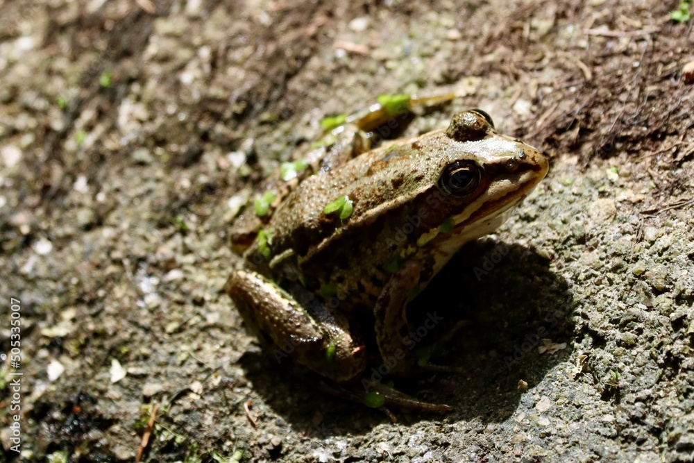 Fototapeta premium frog close up