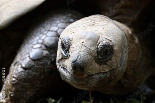 huge tortoise head in close up