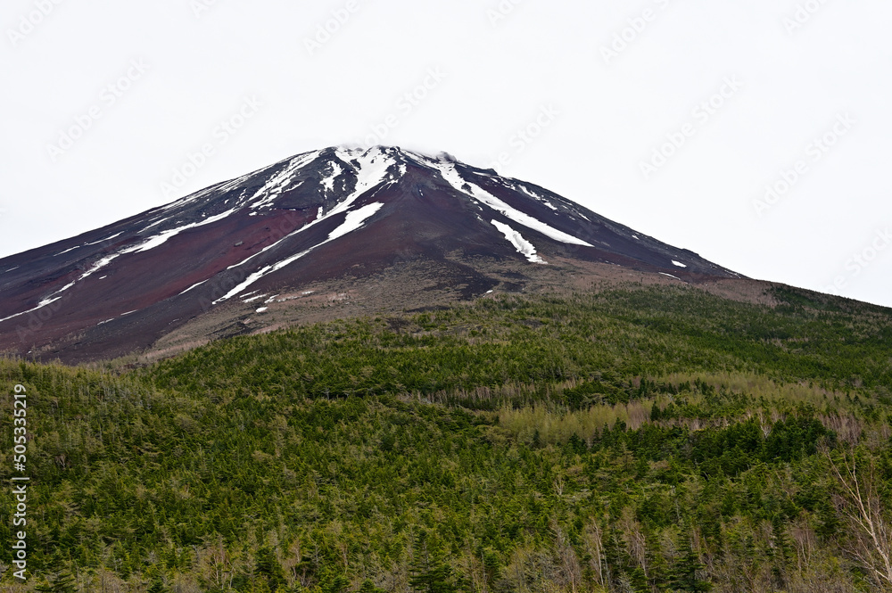 Fototapeta premium 富士山 奥庭自然公園