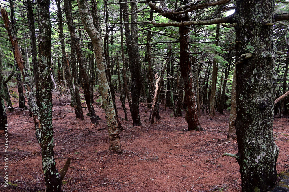 Fototapeta premium 富士山 奥庭自然公園