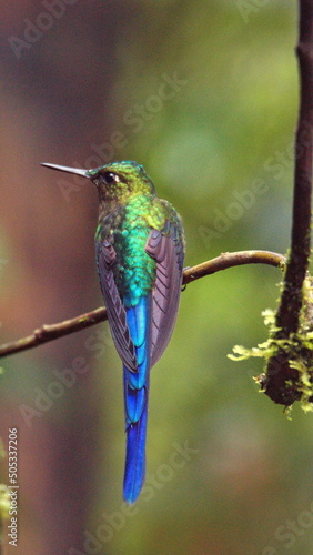 Violet-tailed Sylph (Aglaiocercus colestris) hummingbird perched on a branch in Mindo, Ecuador photo
