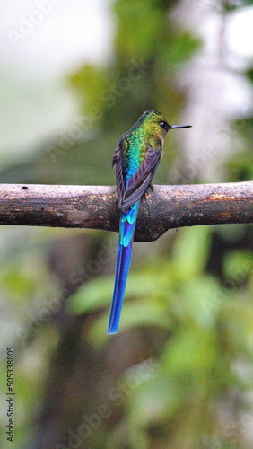 Violet-tailed Sylph (Aglaiocercus colestris) hummingbird perched on a branch in Mindo, Ecuador photo