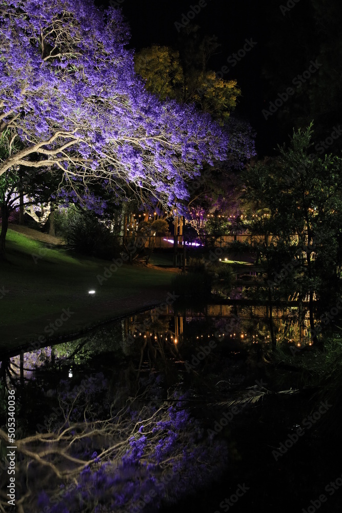Reflections of beautiful purple Jacaranda flowers on a creek, pond, sloped green grass