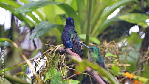 Velvet Purple Coronet (Boissonneaua jardini) and Fawn-breasted brilliant (Heliodoxa rubinoides) hummingbird perched on a twig in Mindo, Ecuador photo