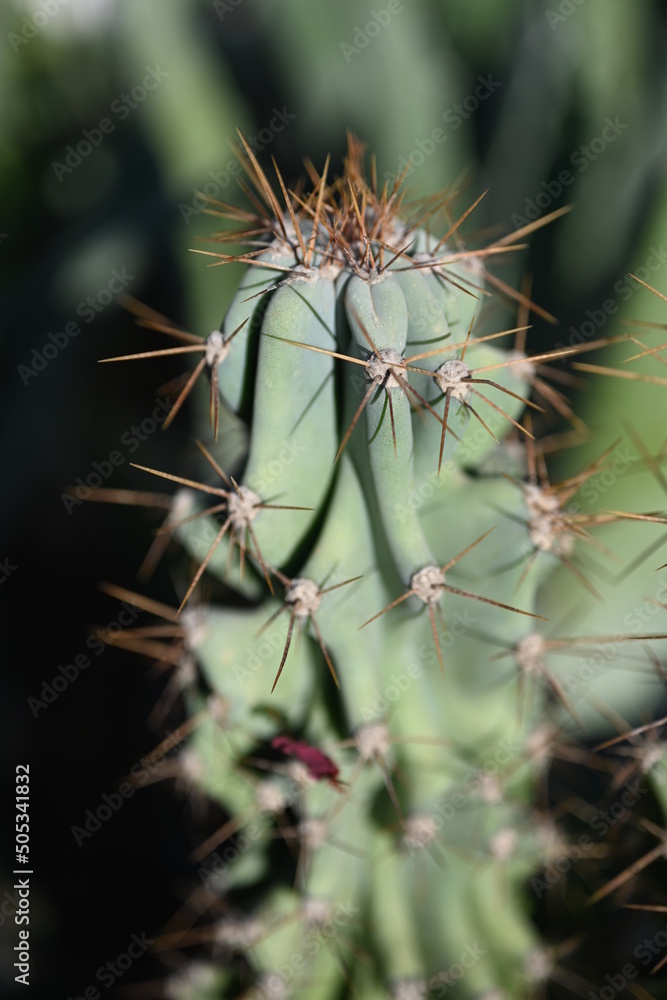 Overhead view of a circular green spiny cactus in a square black flowerpot isolated on white Overhead view of a circular green spiny cactus in a square black flowerpot isolated on white