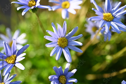  Felicia amelloides. Flower Background . Colorful blue petals in a colorful mediterranean garden photo