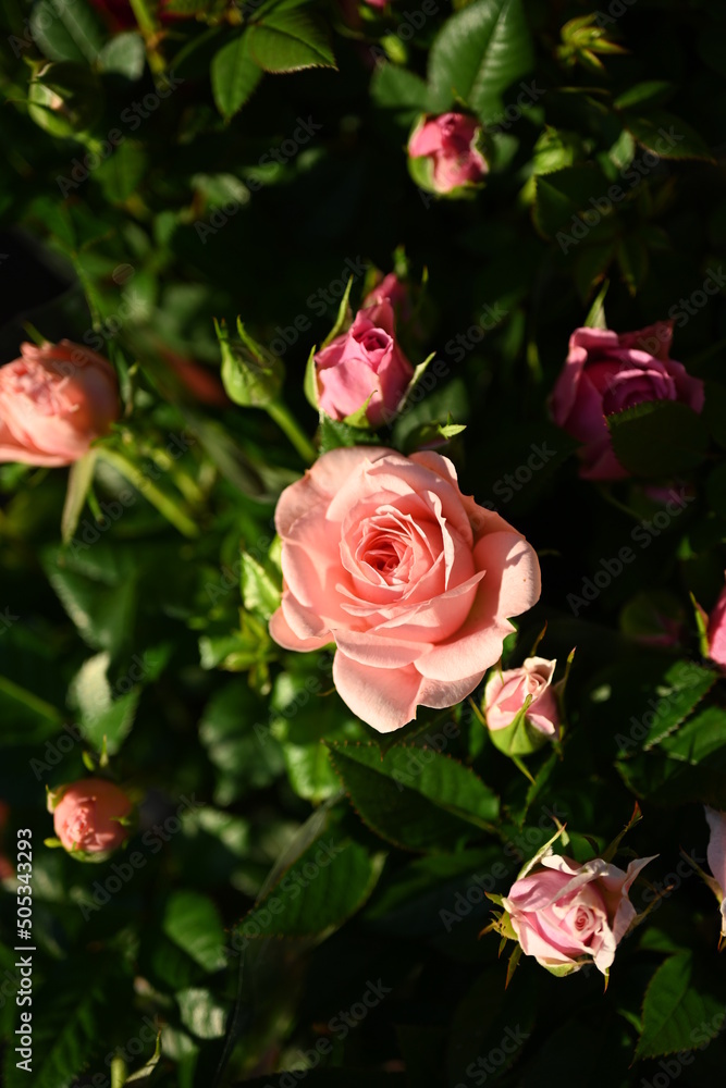 Floral. Rose cluster. Closeup view of a beautiful Rosa Europeana flowers of red petals, spring blooming in the garden.